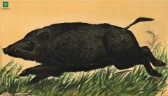 Paper target wild boar